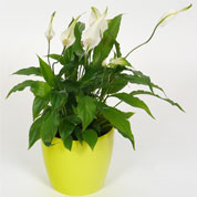 Spathiphyllum + Cachep Verde Limo